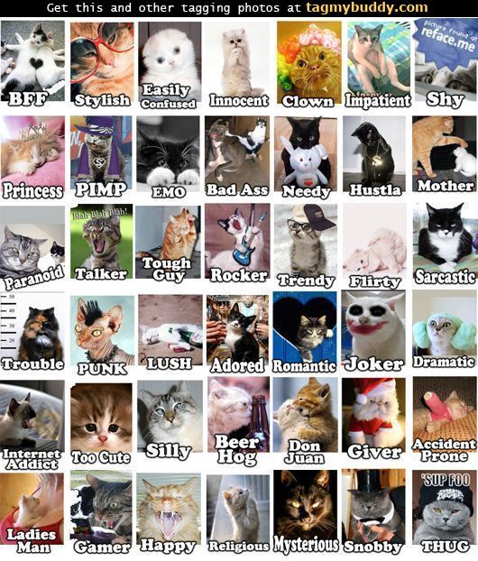 TagMyBuddy-Image-47-LOL-Cat-Personalities